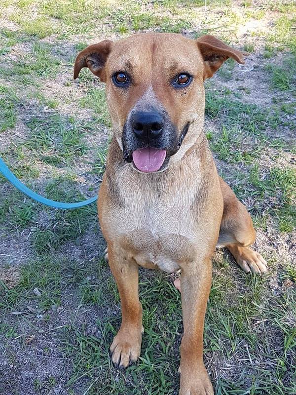 Copper Medium Male Australian Bulldog x Australian Cattle Dog Mix Dog