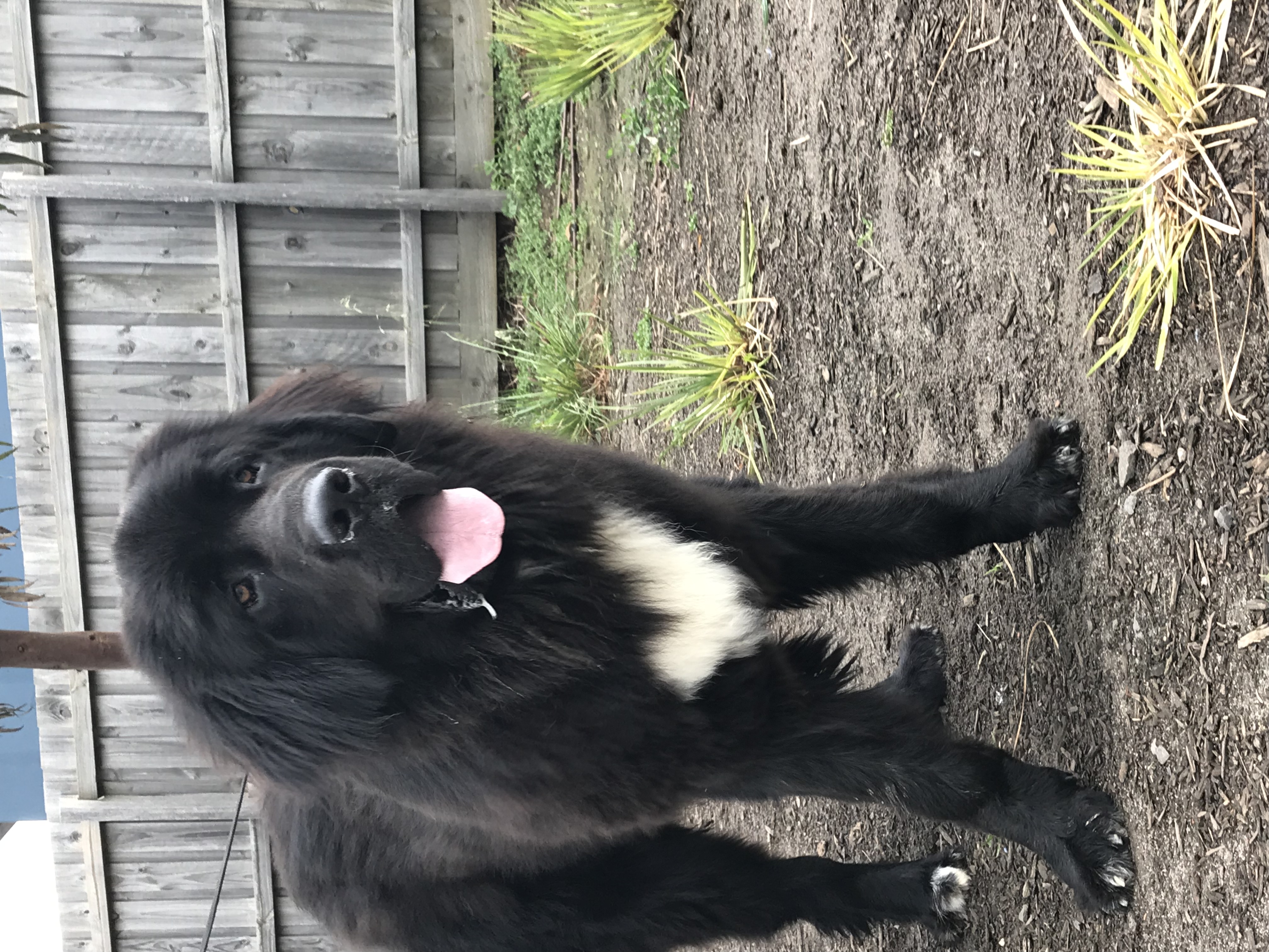 Teddy Large Male Newfoundland x Saint Bernard Mix Dog in VIC PetRescue