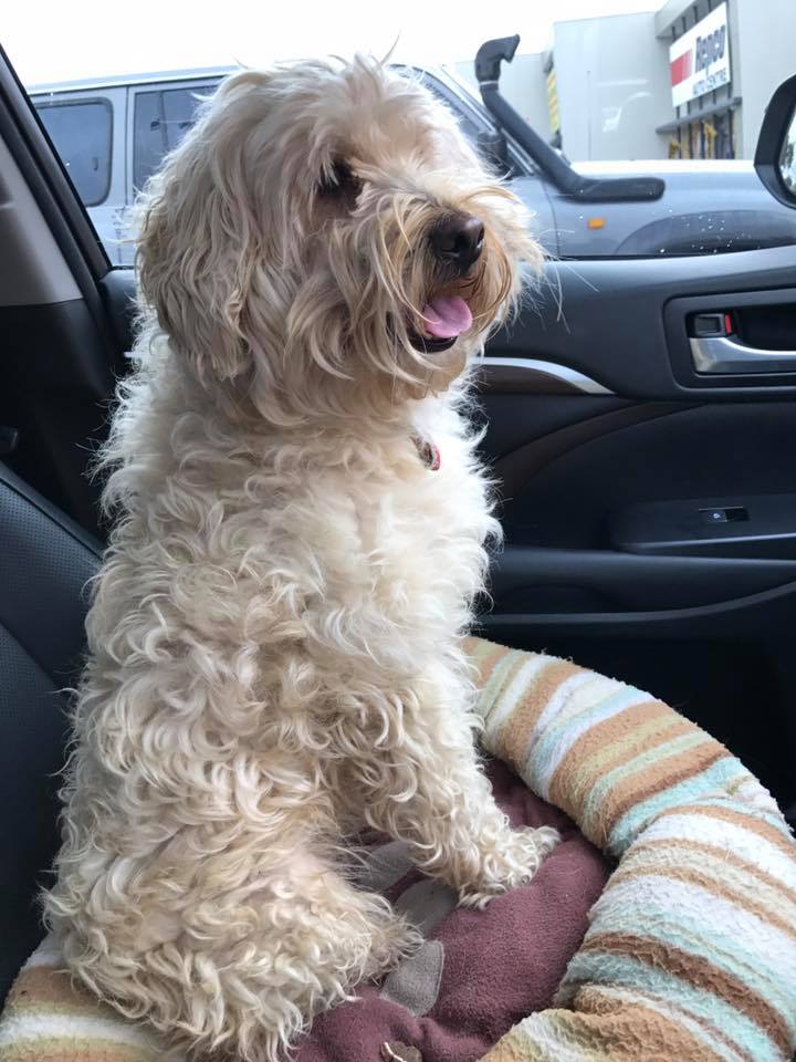 Chicko DL1708 - Small Male Maltese Mix Dog in WA - PetRescue