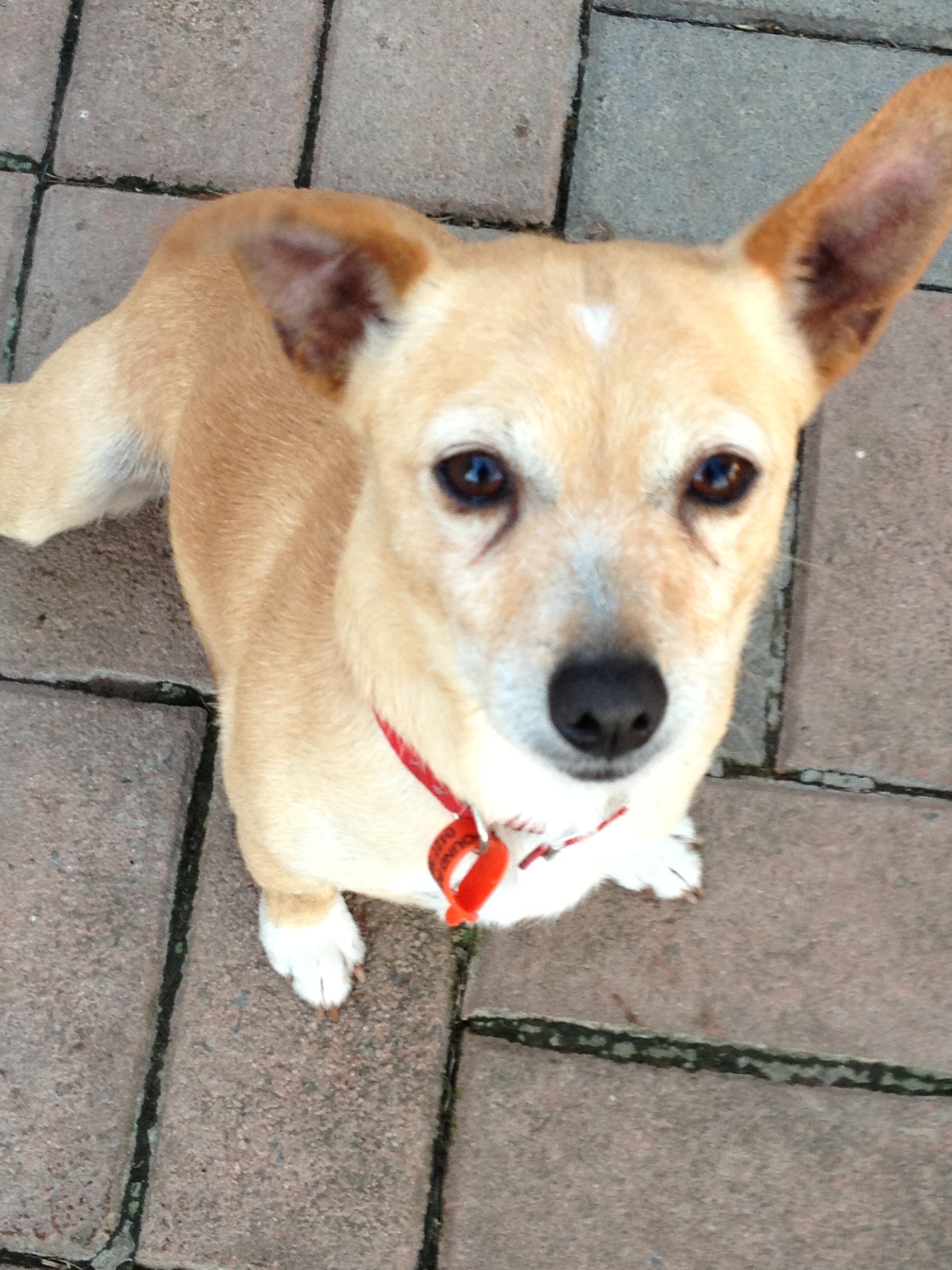 Buddi Small Male Chihuahua x Miniature Fox Terrier Mix Dog in NSW PetRescue Buddi Small Male Chihuahua x Miniature Fox Terrier Mix Dog in NSW PetRescue