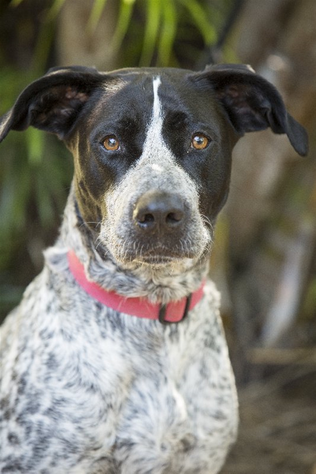 Pointer Cattle Dog Mix