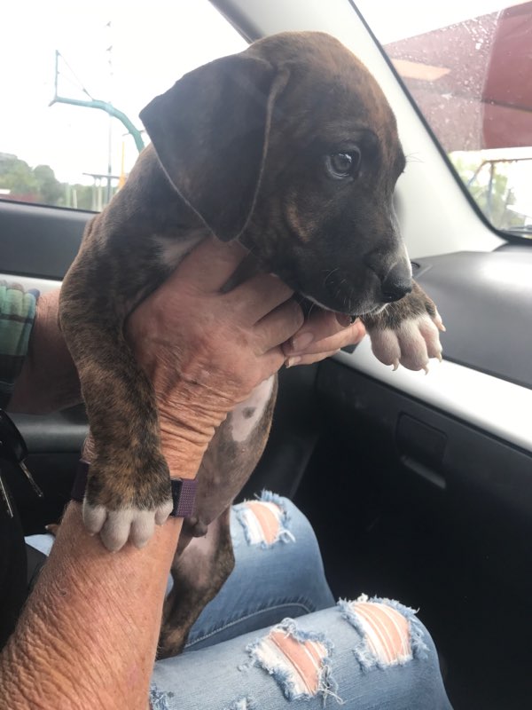 Sarge - Large Male Rhodesian Ridgeback Mix Dog in QLD - PetRescue