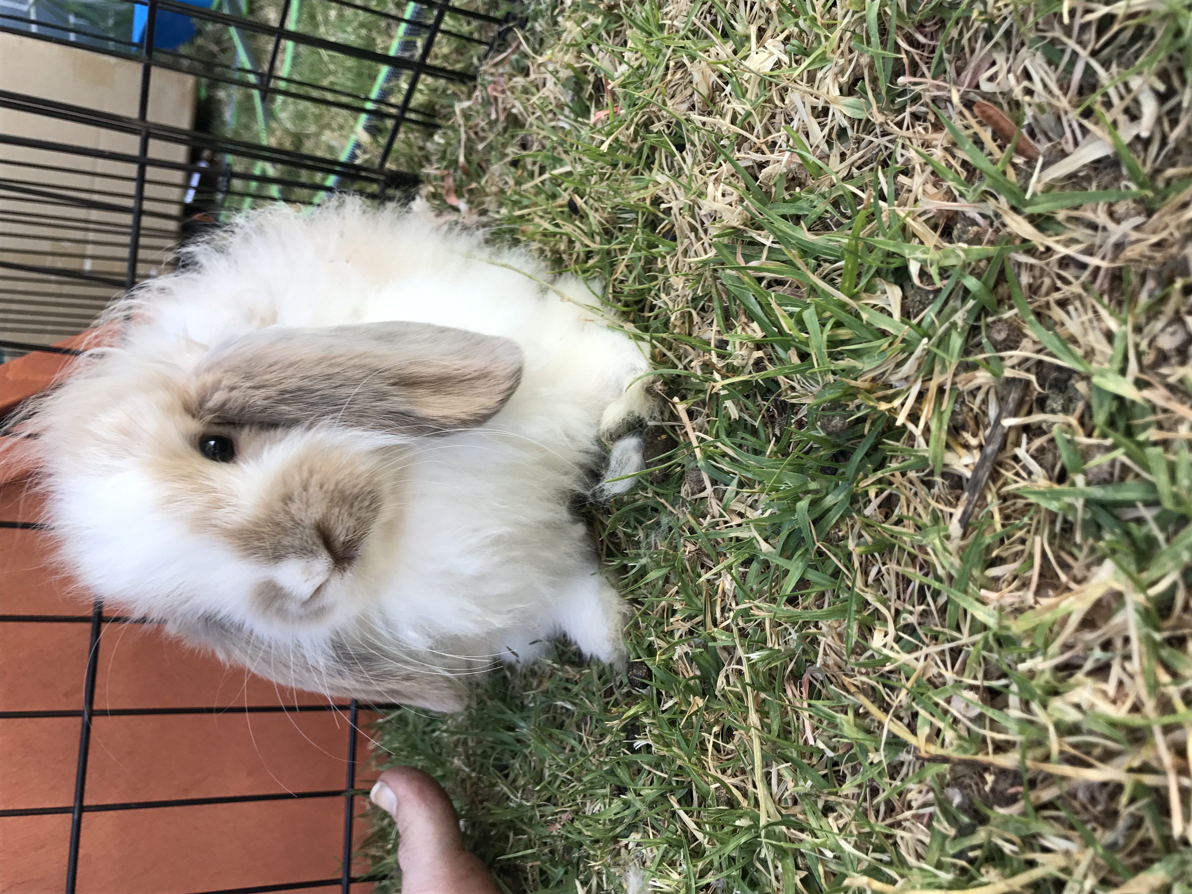 Paige Female Cashmere Rabbit in NSW PetRescue