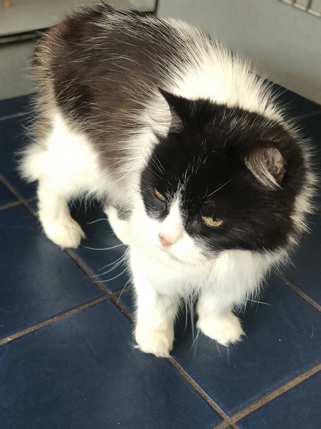 Panda - Female Persian Mix Cat in QLD - PetRescue