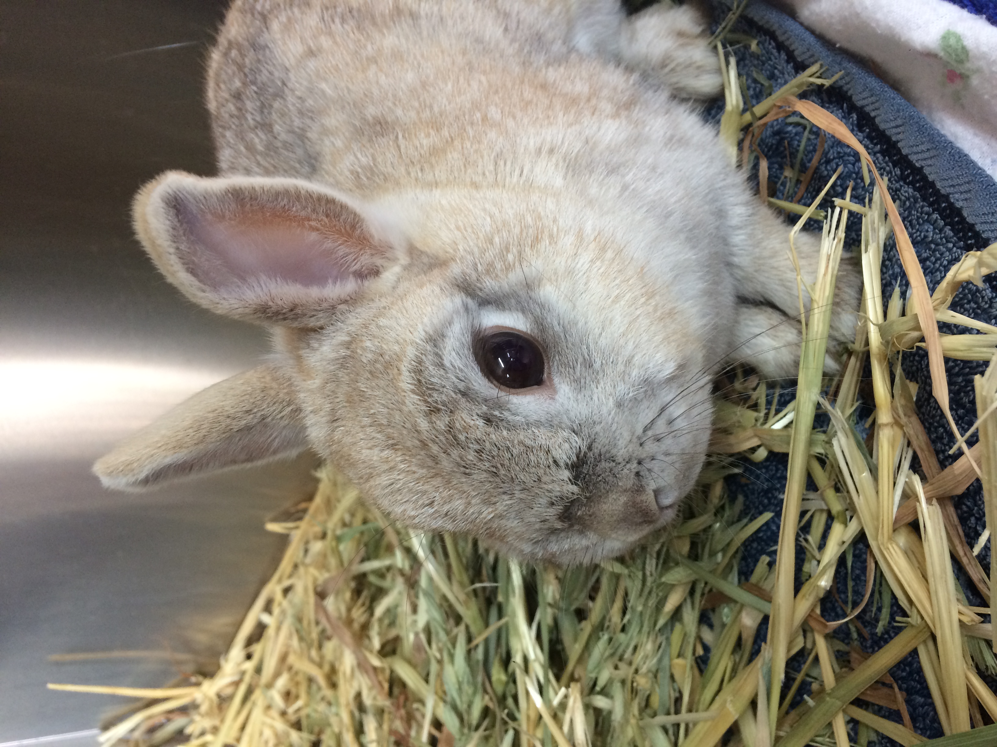 Nyssa Female Netherland Dwarf Rabbit in VIC PetRescue