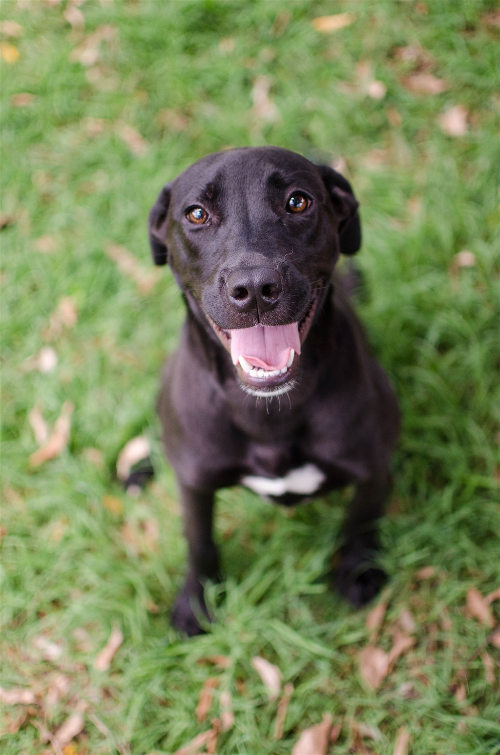 Coolio Medium Female Kelpie x Labrador Retriever Mix Dog in QLD