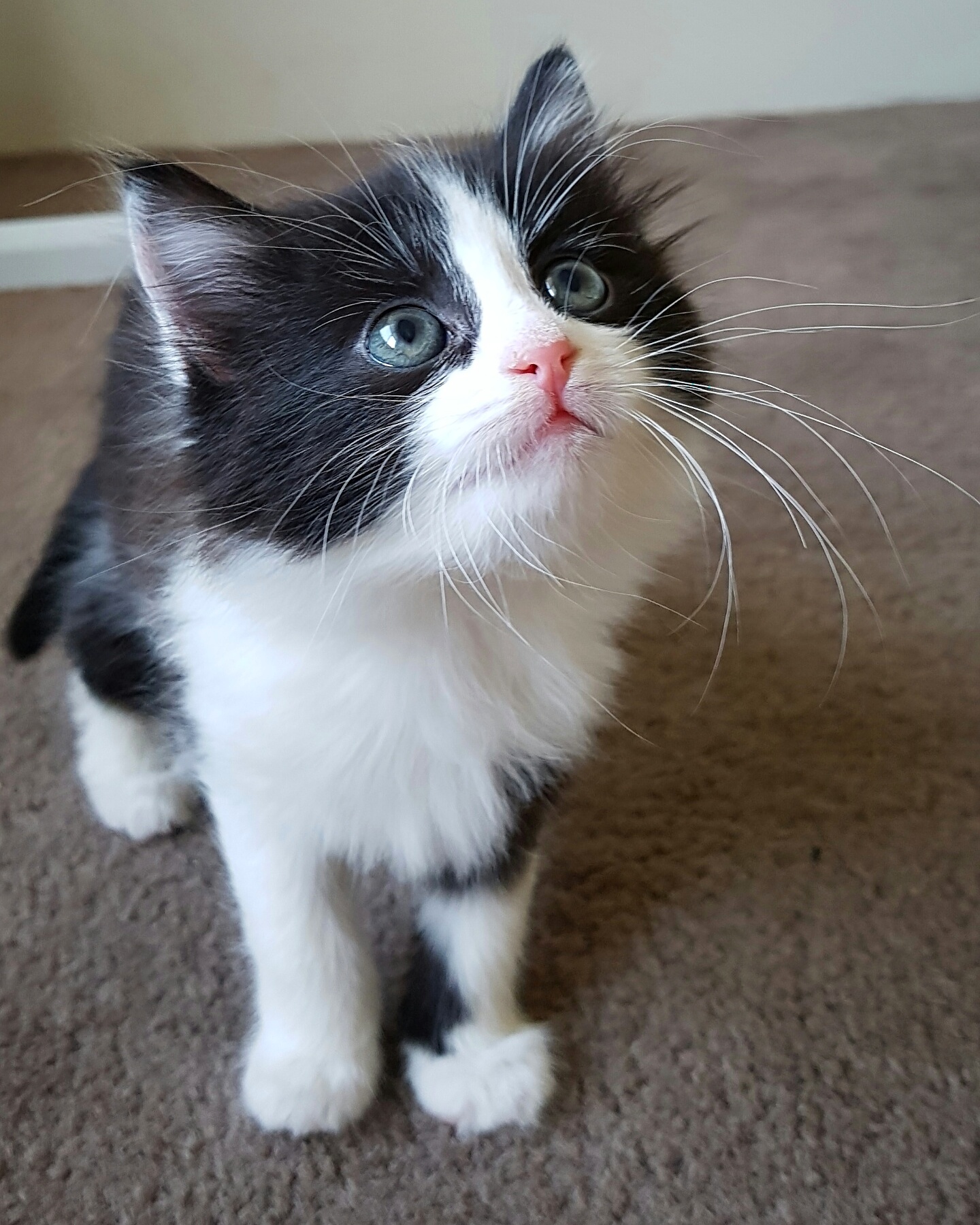 Norma On Hold Female Domestic Long Hair Cat In WA PetRescue norma-on-hold-female-domestic-long-hair-cat-in-wa-petrescue