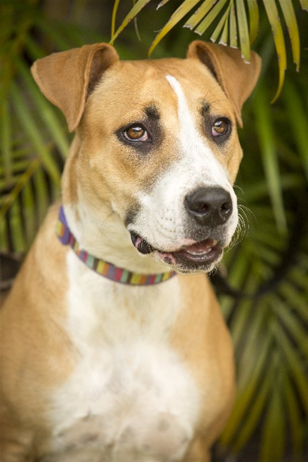 Trixie Medium Female Boxer x American Staffordshire Bull Terrier Mix Dog in QLD PetRescue