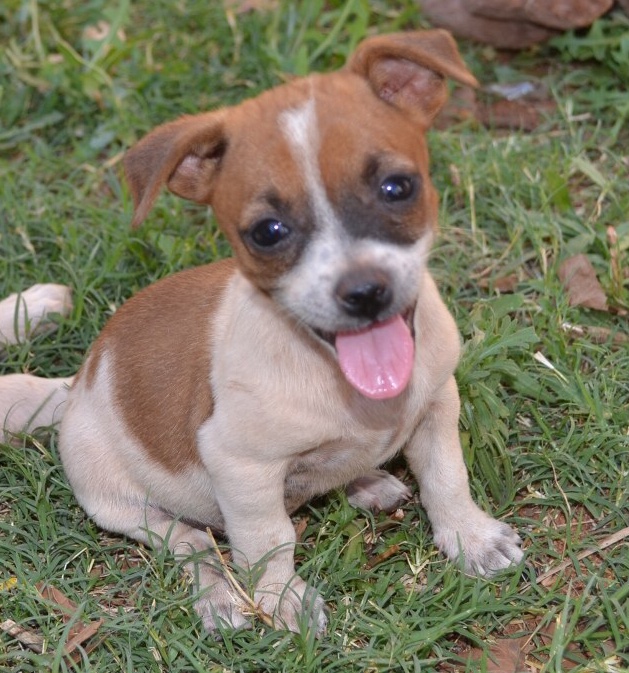 Mini Nini ND638 Small Female Jack Russell Terrier Mix Dog in WA