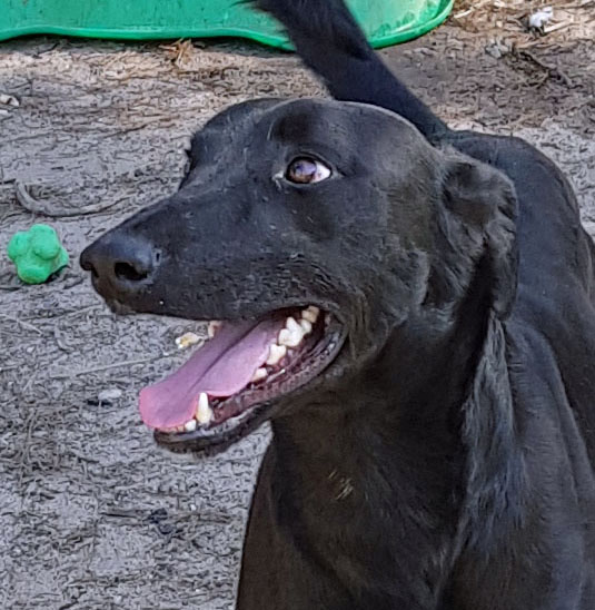Kelpie greyhound hotsell