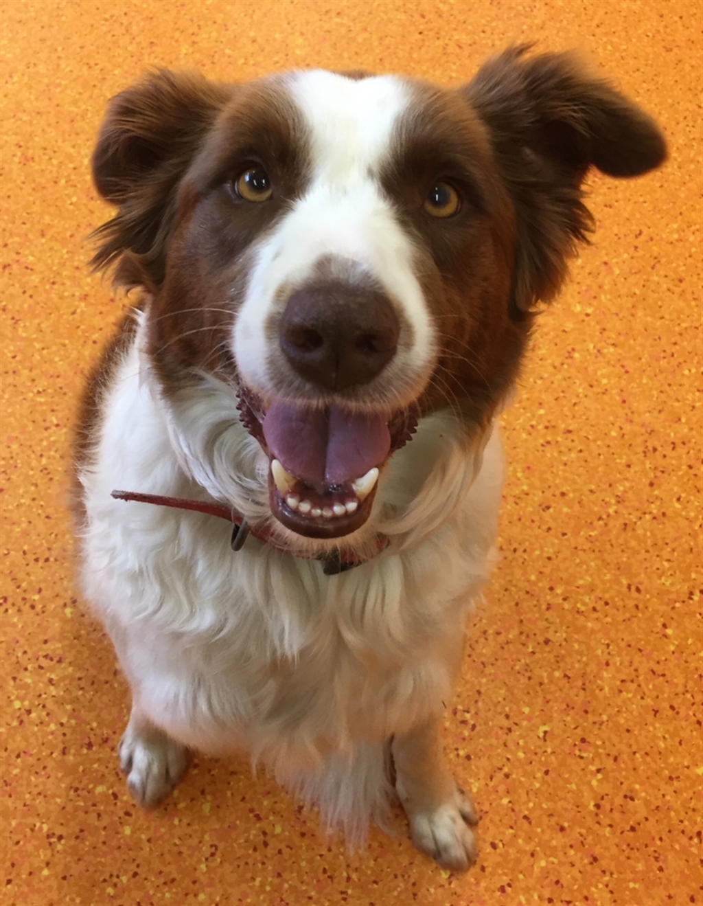 Rose - Medium Female Border Collie Mix Dog in QLD - PetRescue