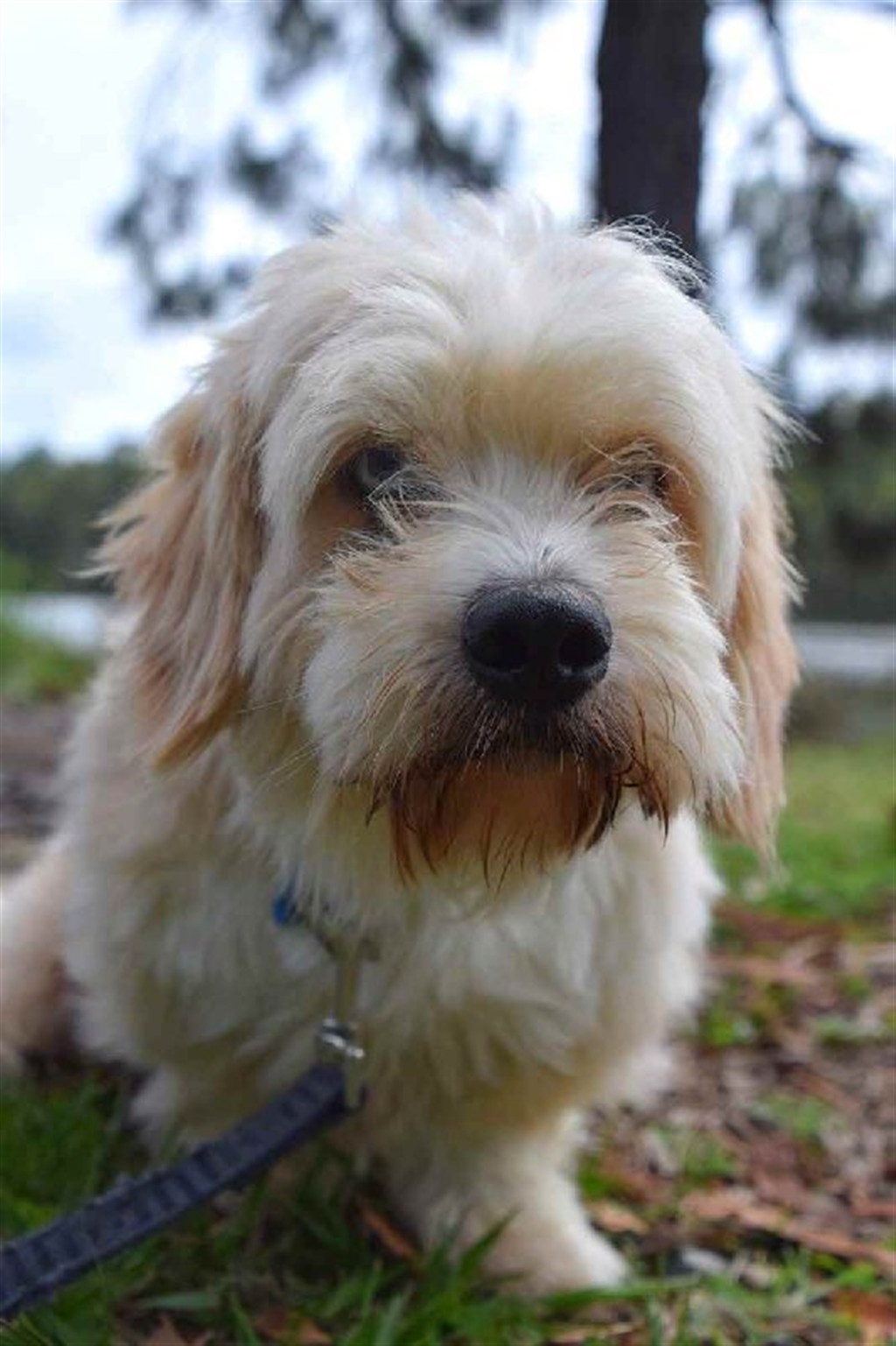 Ernie Small Male Dachshund x Shih Tzu Mix Dog in QLD PetRescue