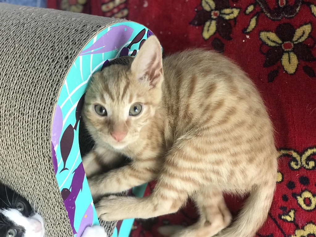 Merle Male Domestic Short Hair Mix Cat in QLD PetRescue