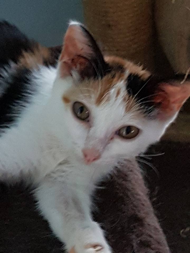 Pixie Female Moggie Cat in QLD PetRescue