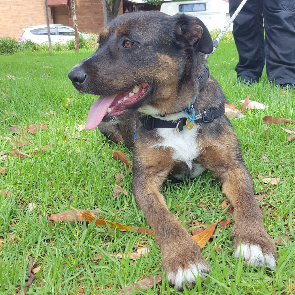 Ace Large Male Bullmastiff x Wolfhound Mix Dog in VIC PetRescue