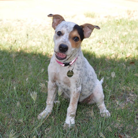 Masie D3735 - Medium Female Blue Heeler Mix Dog in WA - PetRescue