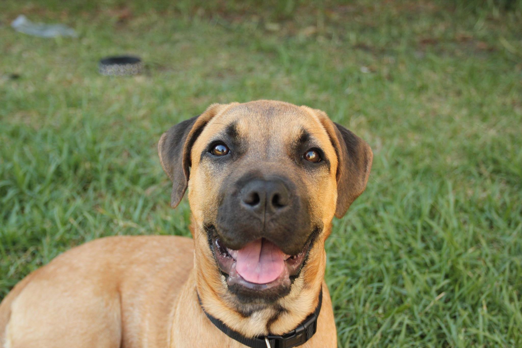 Tilly - Medium Female Mastiff x Rhodesian Ridgeback Mix Dog in WA ...