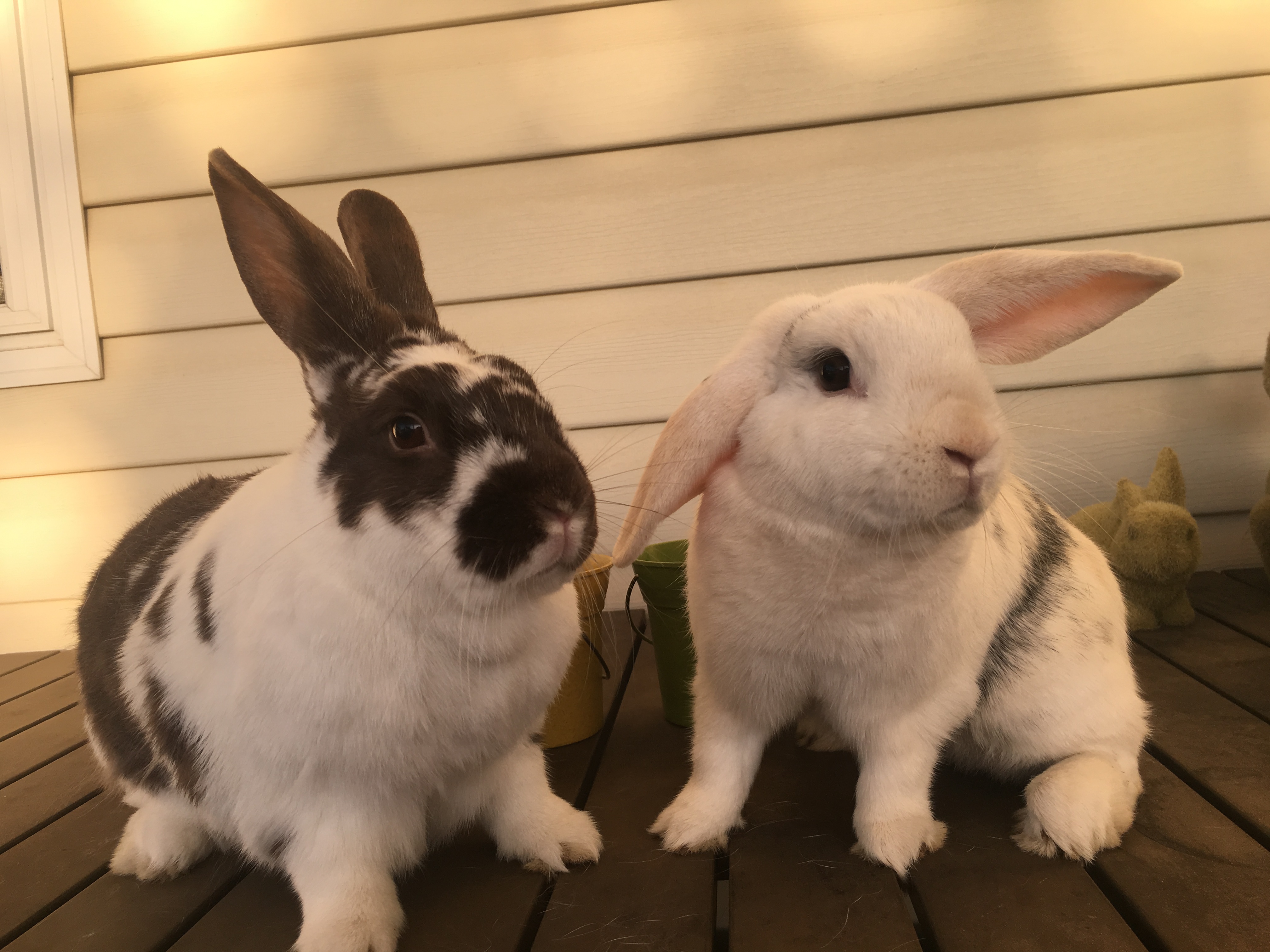 Barney & Melody Male Dwarf Rabbit in NSW PetRescue