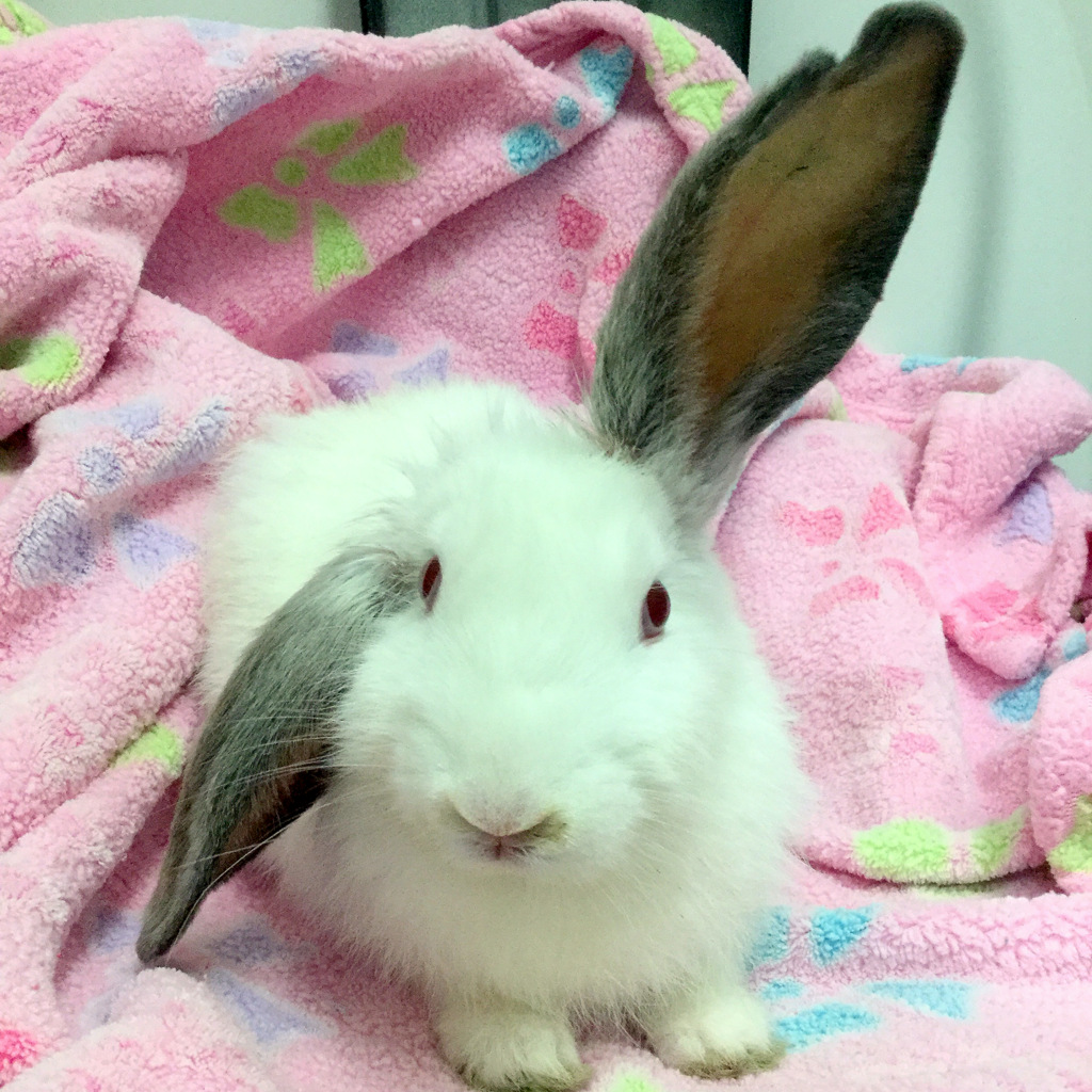 Sdf Rabbit Sheldon - Male Domestic Rabbit in VIC - PetRescue
