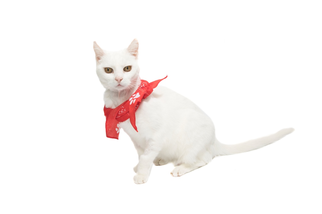 Noodle Female Domestic Short Hair Cat in NSW PetRescue