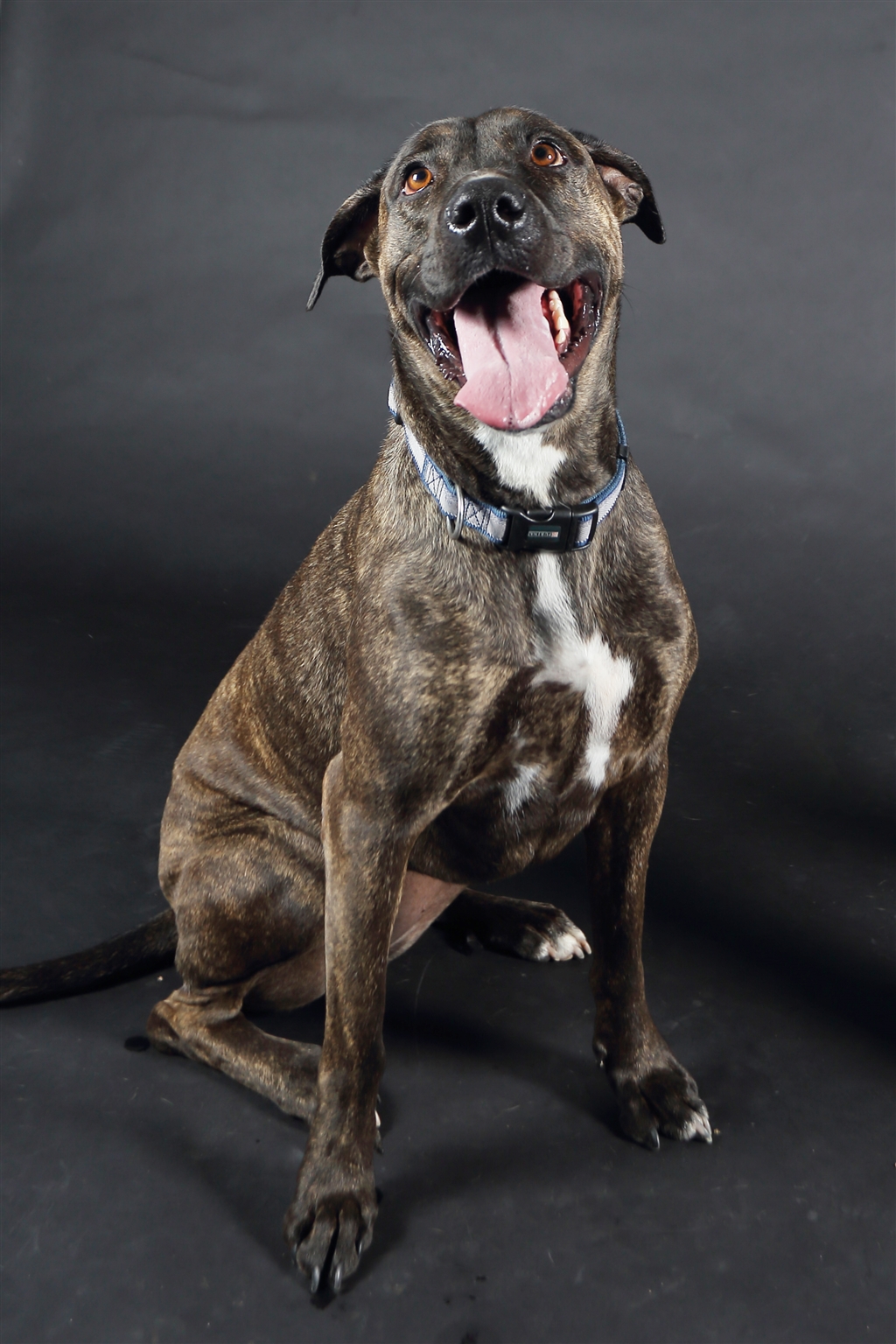 boxer staffordshire mix puppy