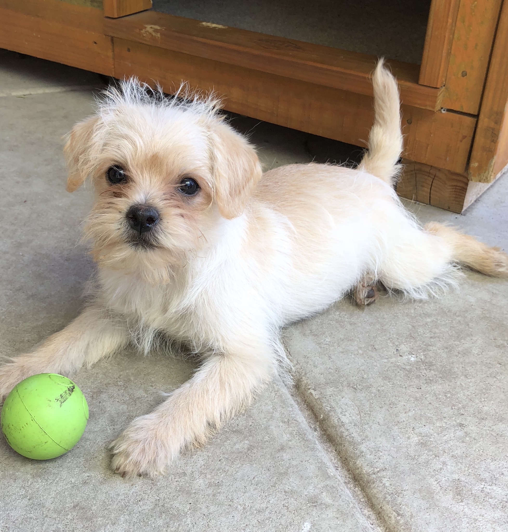 Pug x toy poodle cheap