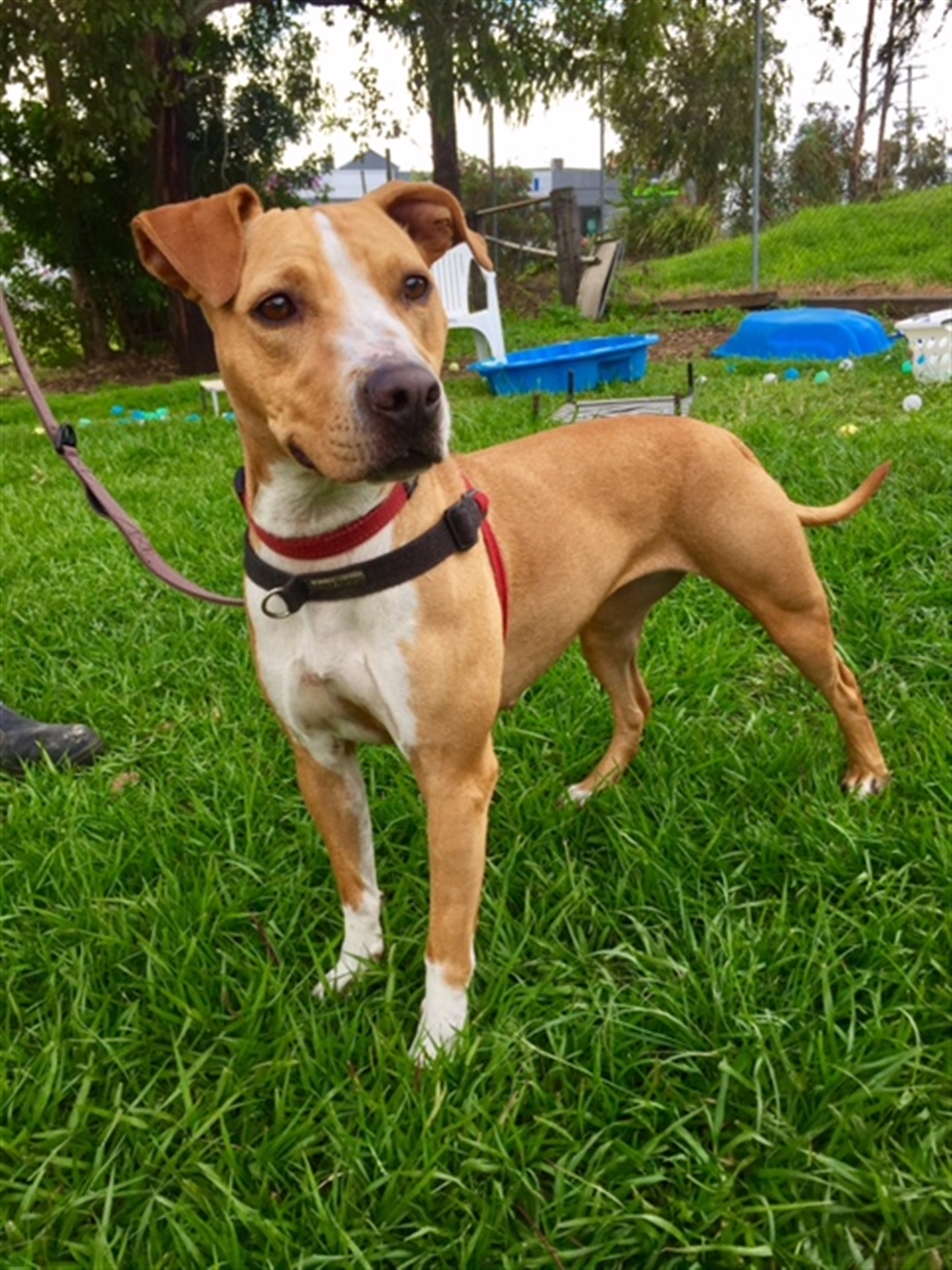 Naya Medium Female Beagle X English Staffordshire Bull Terrier Mix