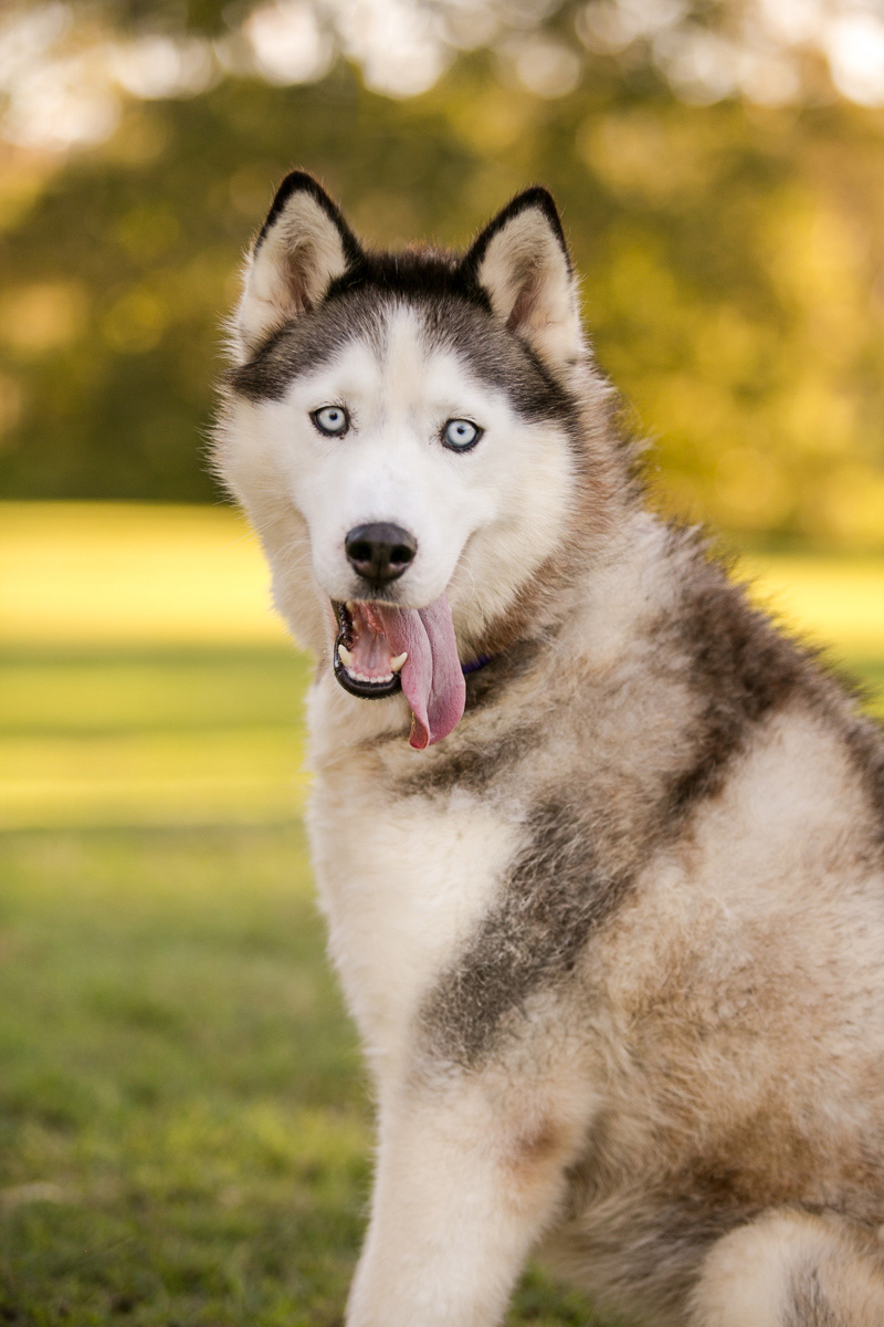 fifi-large-female-siberian-husky-dog-in-qld-petrescue