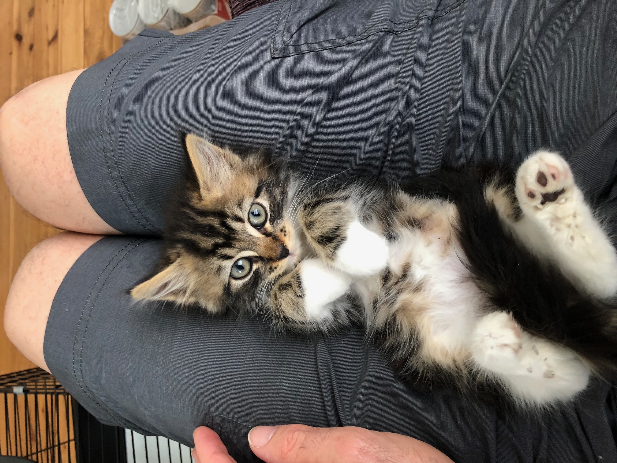 Mr Bobcat - Male Domestic Short Hair Cat in NSW - PetRescue