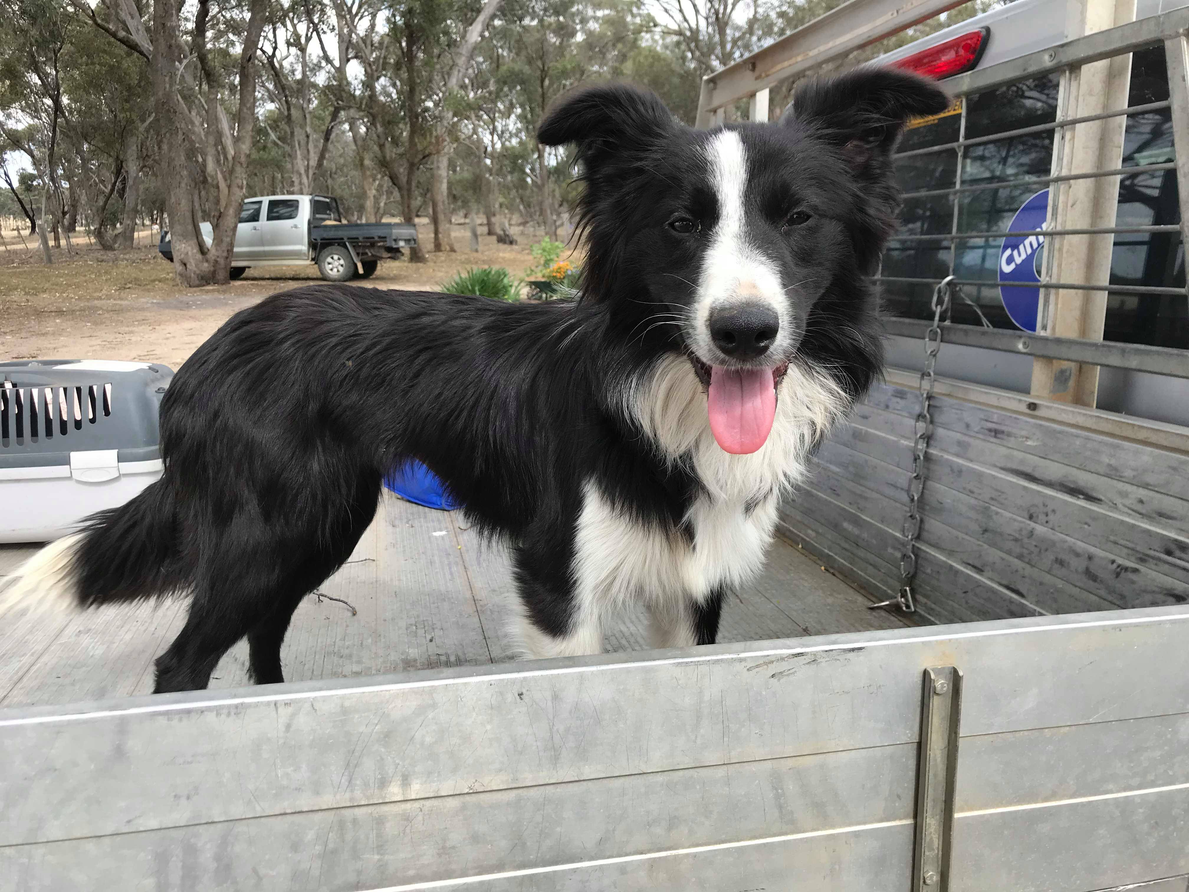 Leah Medium Female Border Collie Dog in VIC PetRescue