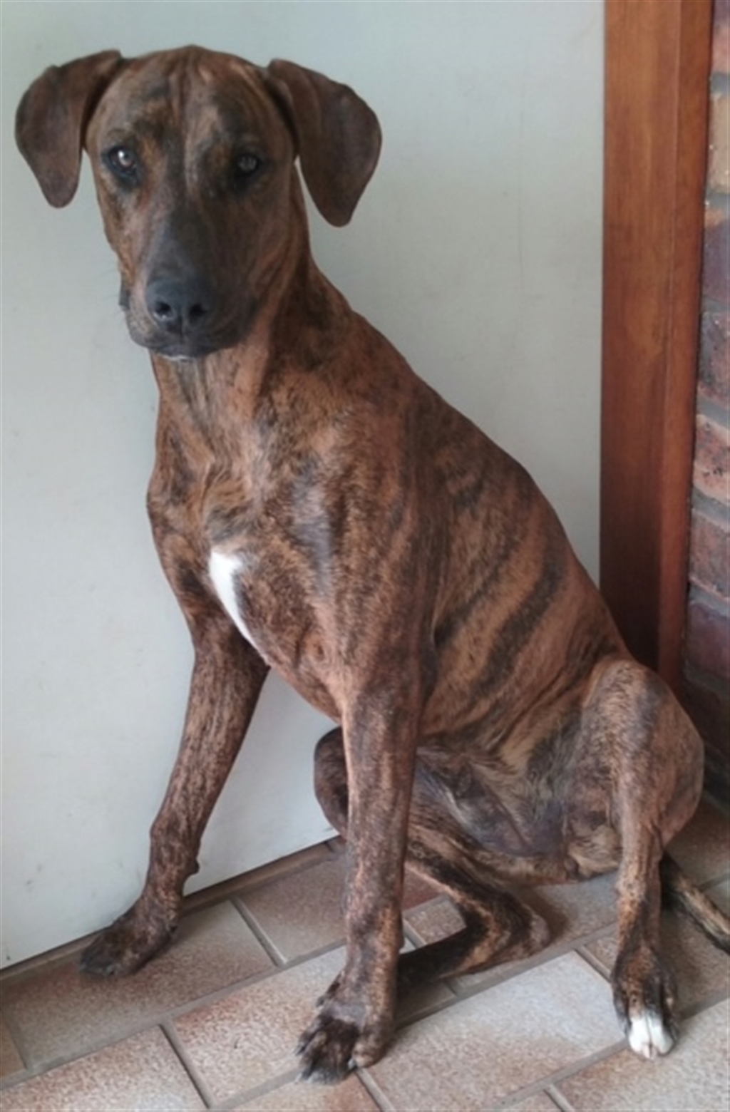 Bella Large Female Doberman x Rhodesian Ridgeback Mix Dog in QLD PetRescue