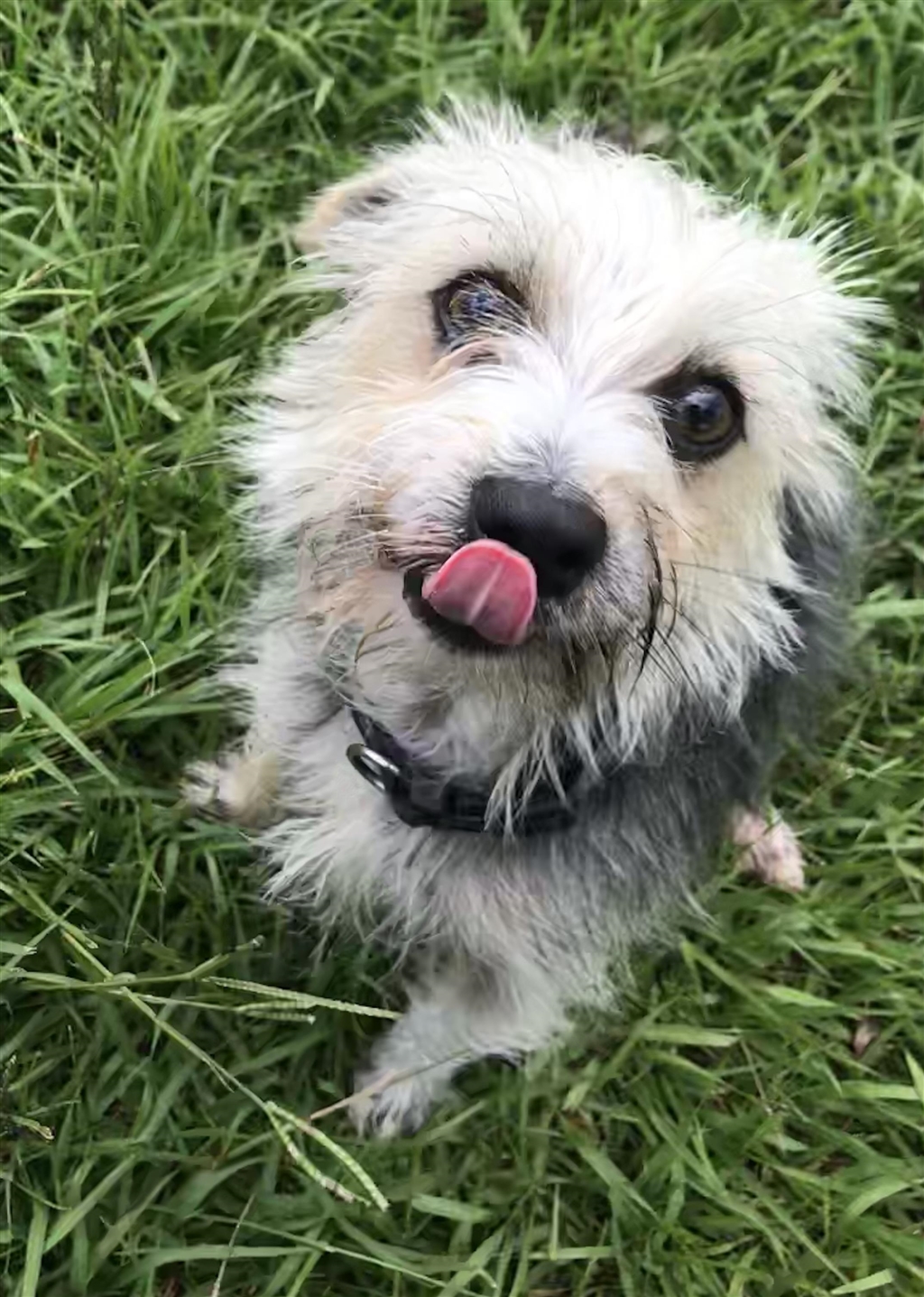 Otis Small Male Australian Silky Terrier Mix Dog in QLD PetRescue