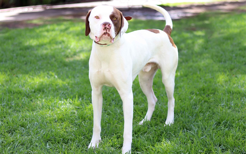 Buddy Large Male American Bulldog x English Pointer Mix Dog in VIC
