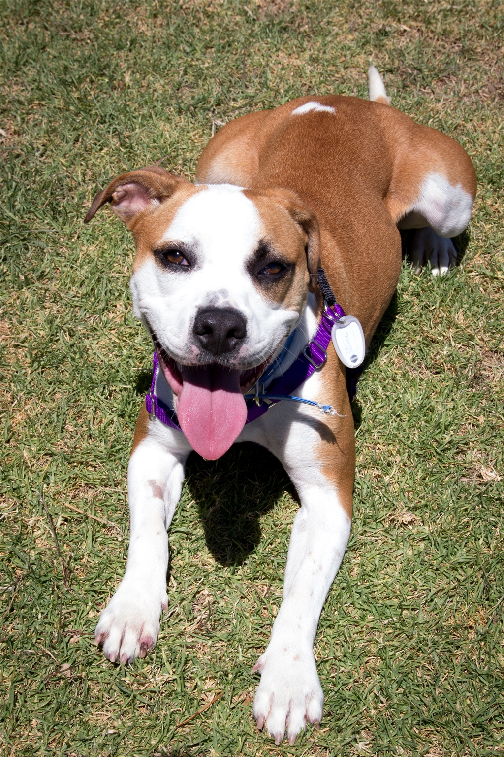 Ella Medium Female Boxer X x American Staffordshire Bull Terrier Mix Dog in SA PetRescue