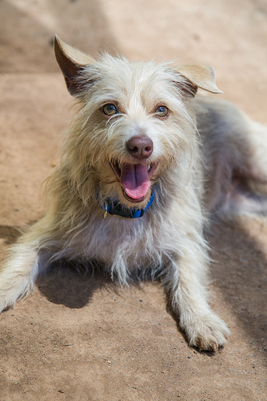 Oscar Small Male Australian Terrier Mix Dog in NSW PetRescue