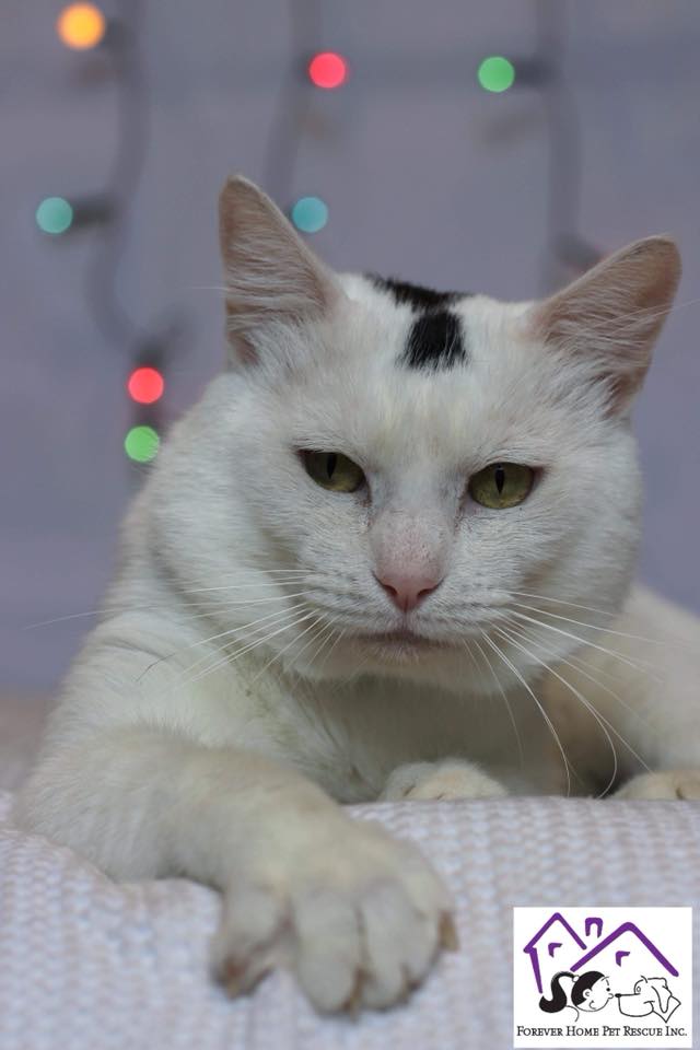 forever homes rescue