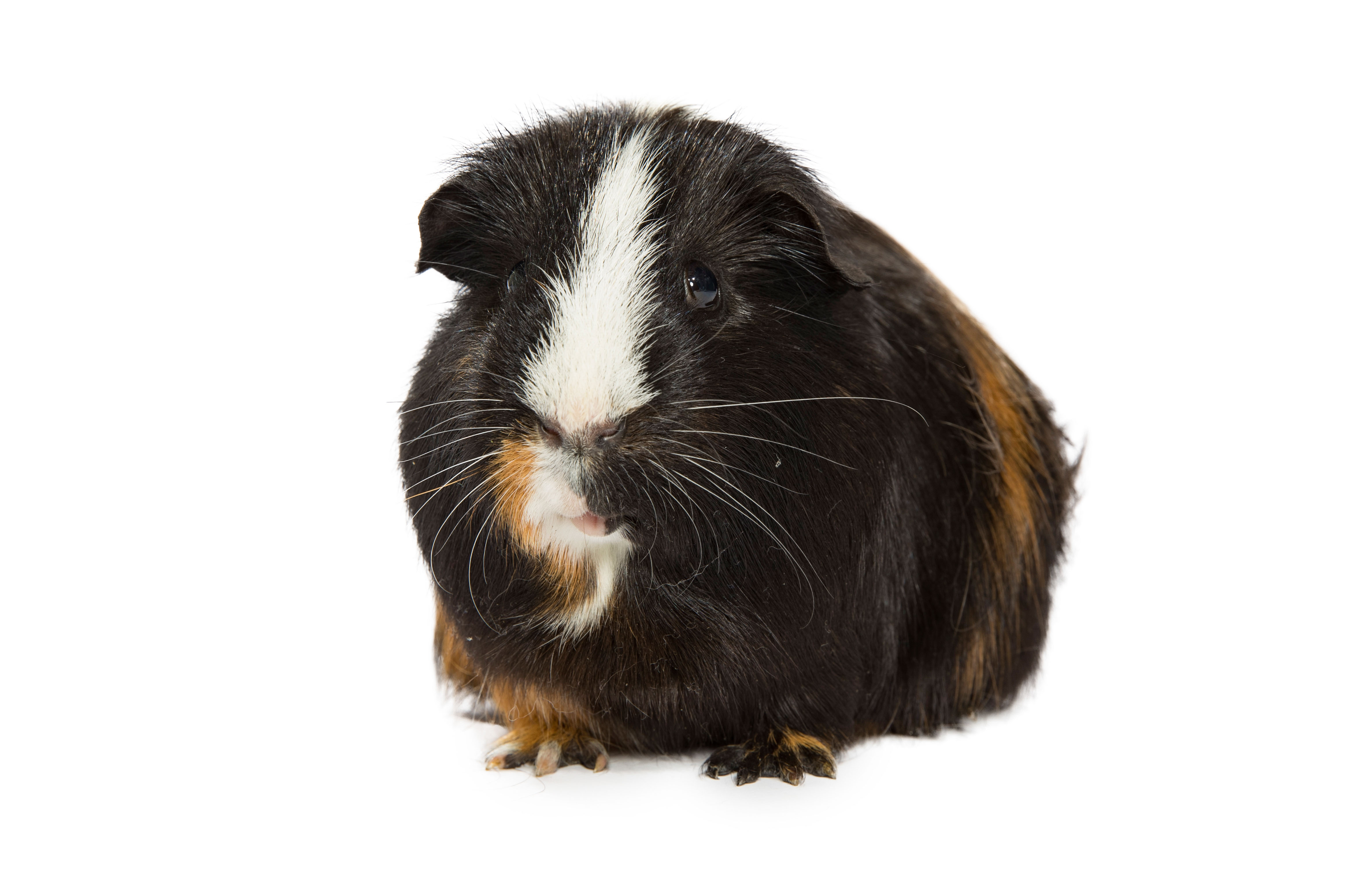 Nibbler Male Mediumhair Guinea Pig Guinea Pig in NSW PetRescue