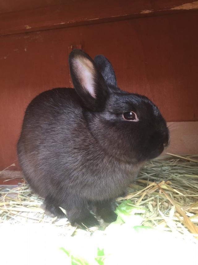 Poppy Female Netherland Dwarf Rabbit in NSW PetRescue