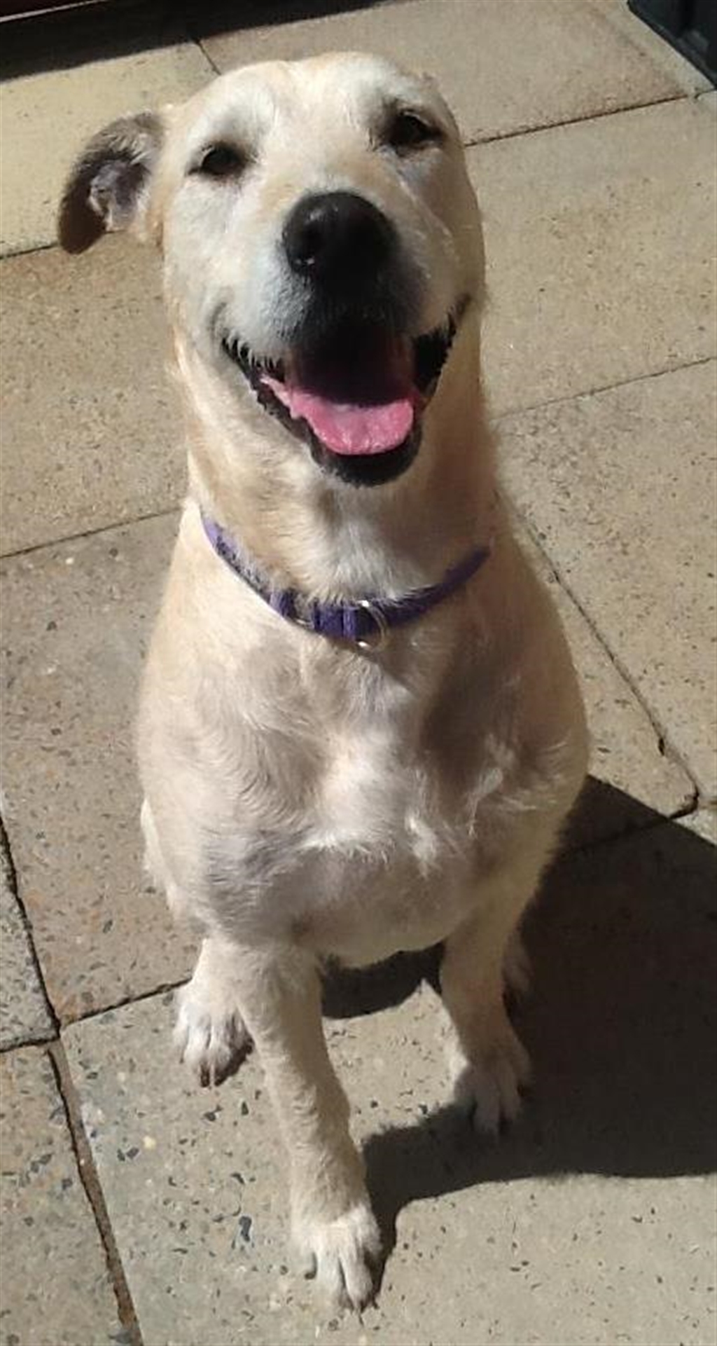 Bella Large Female Irish Wolfhound x Bull Mastiff Mix Dog in WA PetRescue