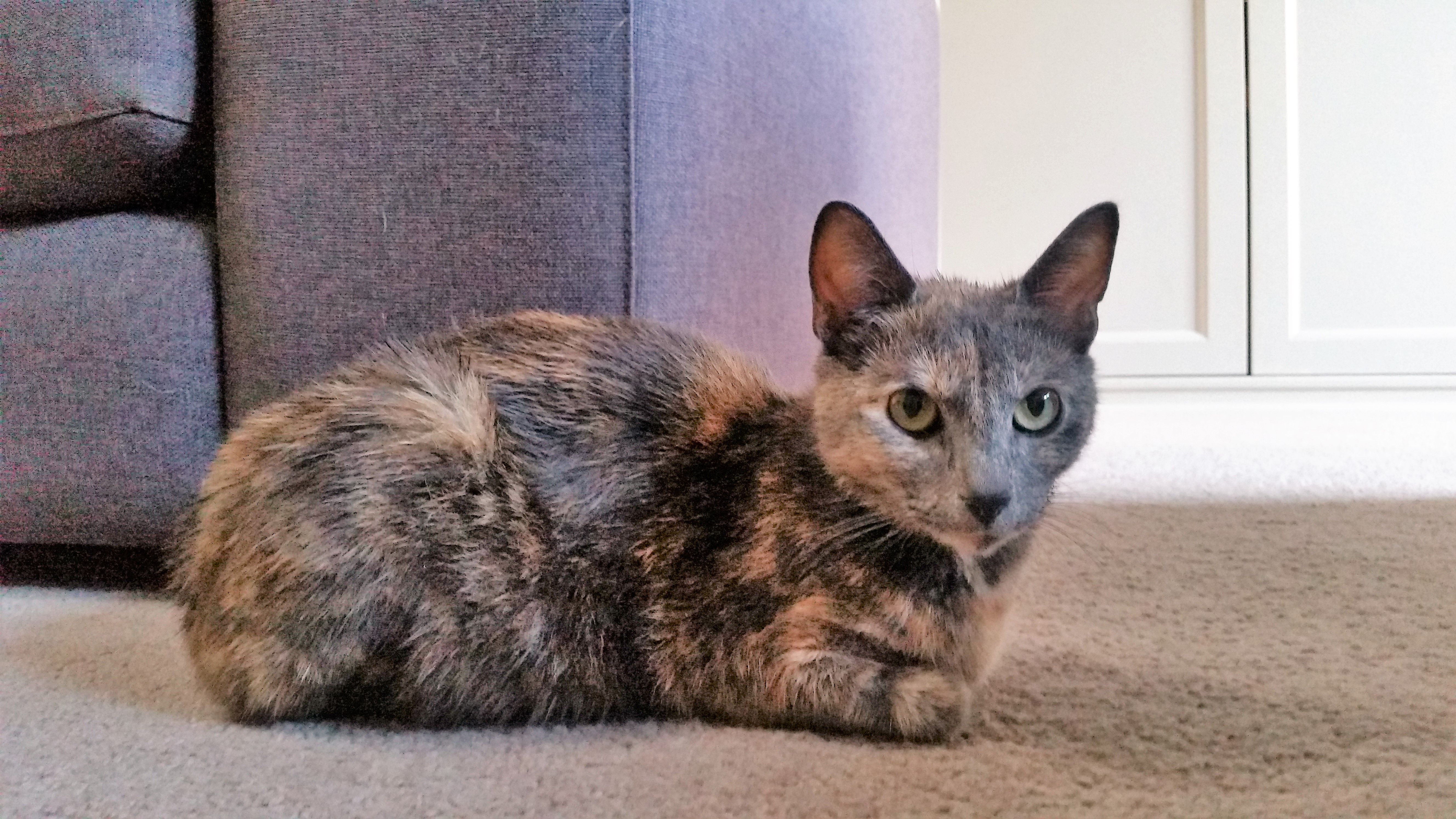 Mia the sweet friendly grey tortie cat - Female Domestic Short Hair Cat