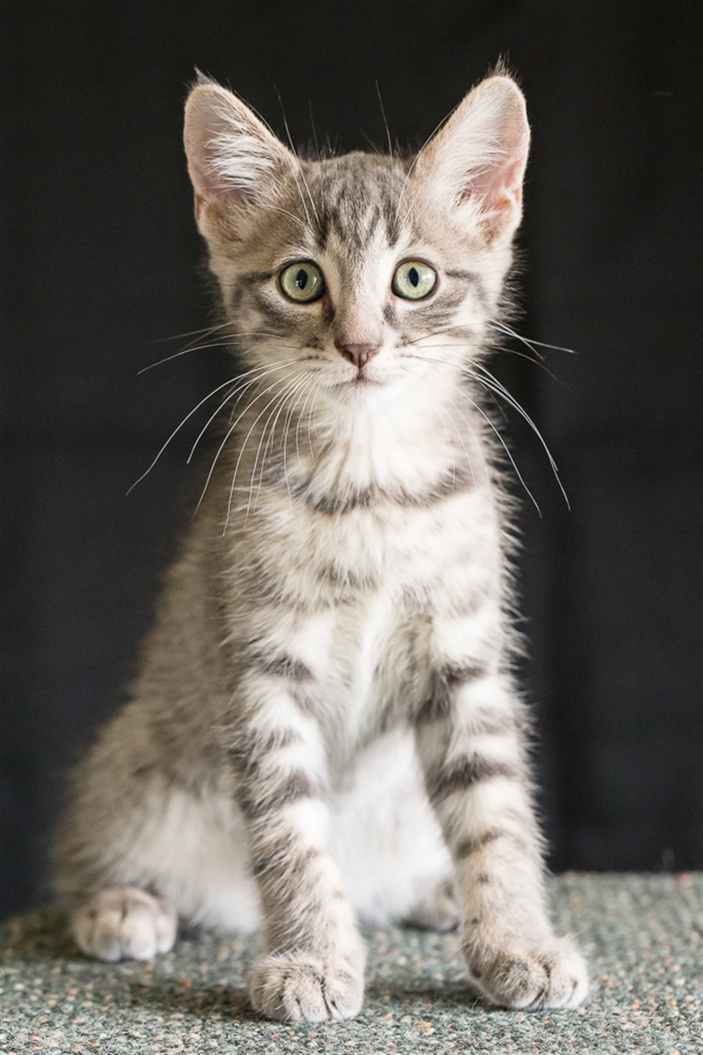 Snow Leopard - Female Domestic Short Hair Mix Cat in QLD - PetRescue