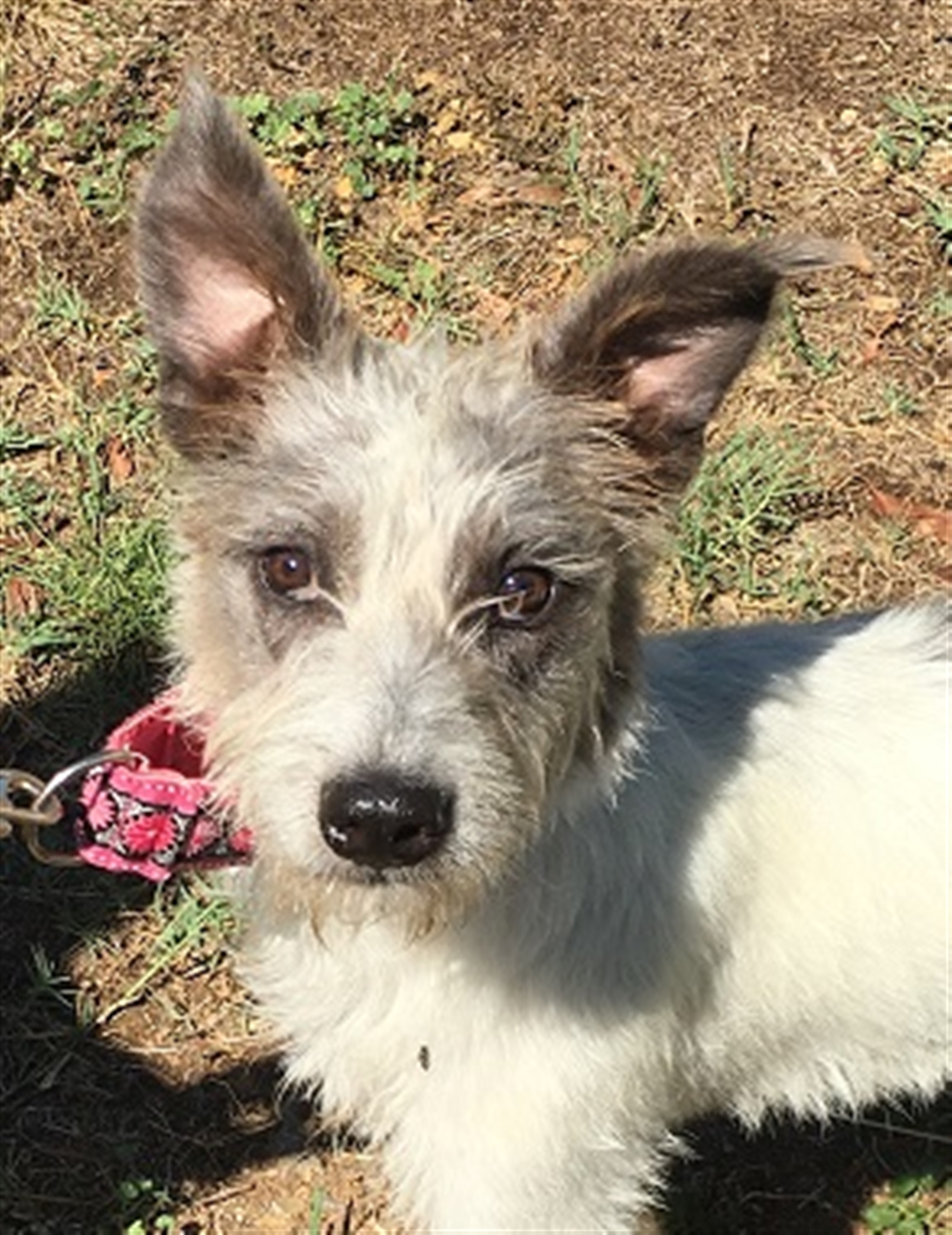 Mabel - Large Female Deer Hound Mix Dog in ACT - PetRescue