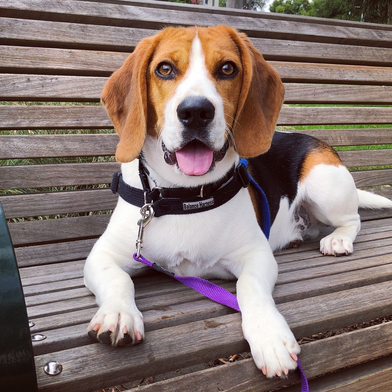 Ricky Medium Male Beagle Dog in VIC PetRescue