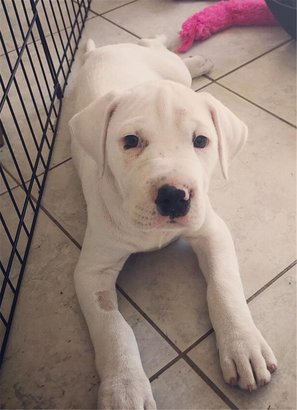 Blanche Large Female Bull Arab Mix Dog in VIC PetRescue