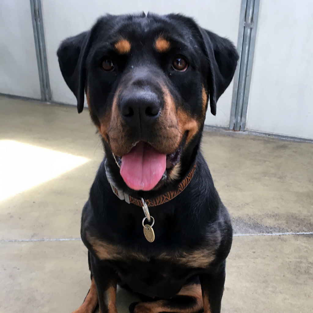 Ruby - Large Female Rottweiler Dog in VIC - PetRescue