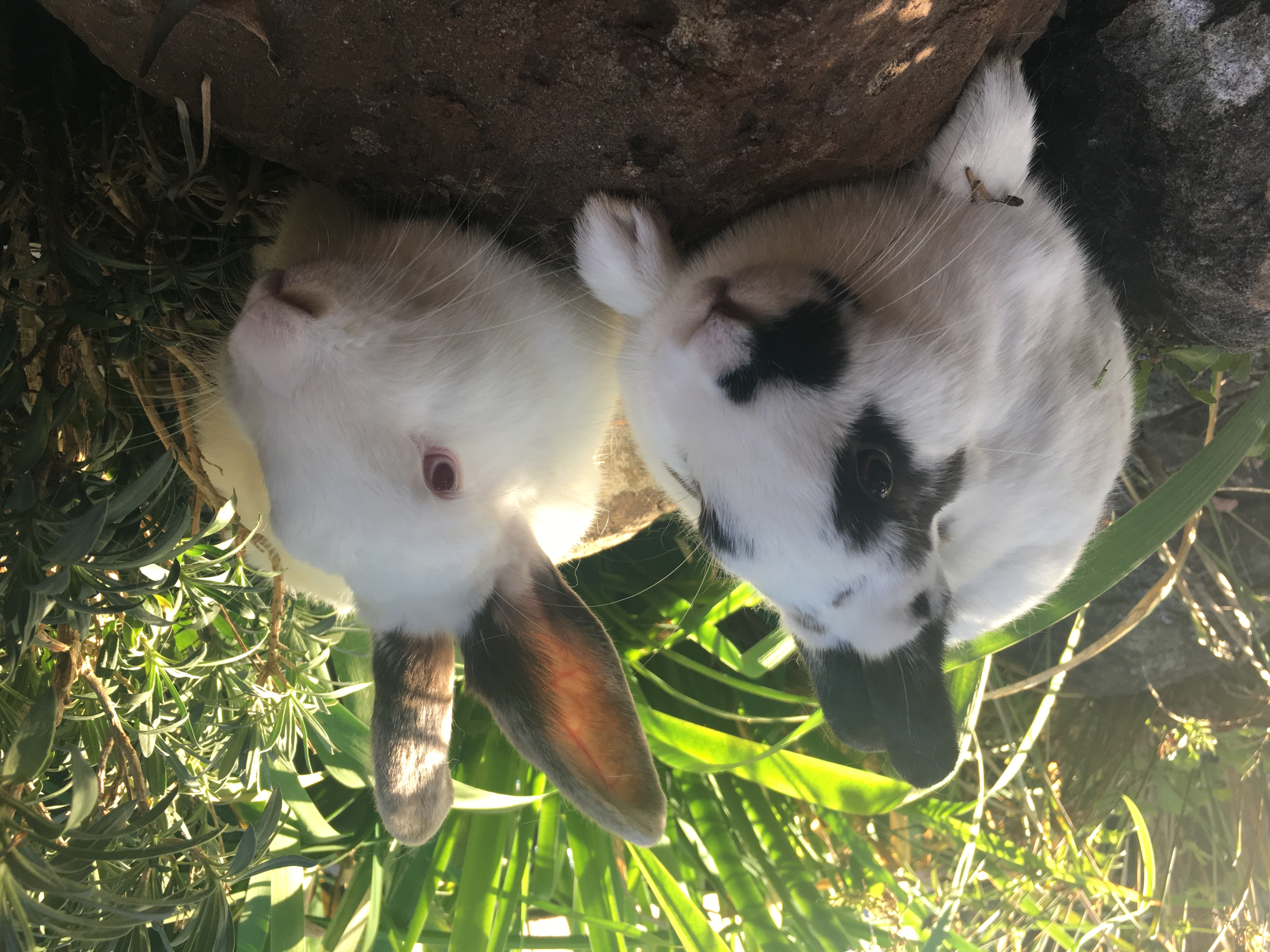 Inglis & Burgess - Female Dwarf Mix Rabbit in NSW - PetRescue