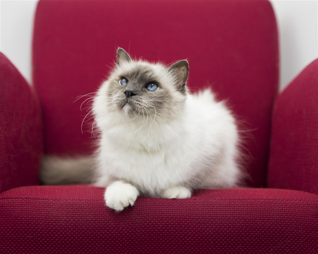 Tiger - Male Ragdoll Mix Cat in WA - PetRescue