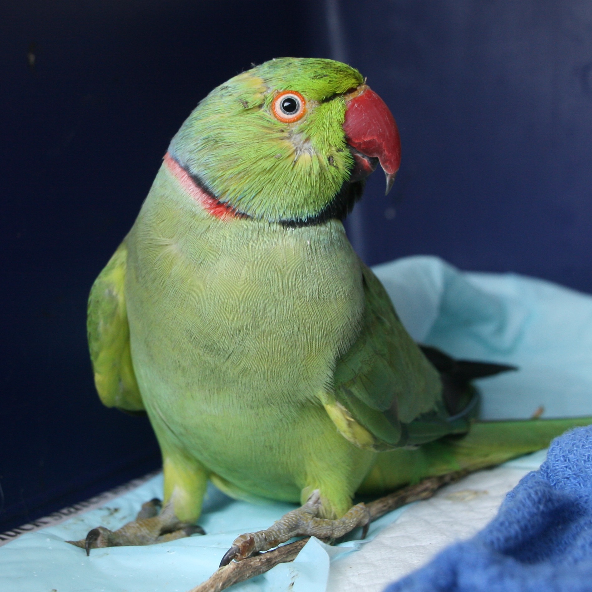 Captain Birdo - Male Bird in NSW - PetRescue