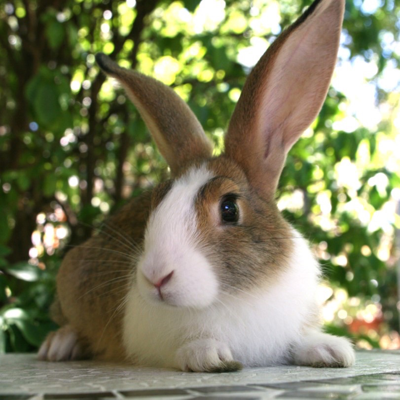 Kelly Female Rabbit in NSW PetRescue