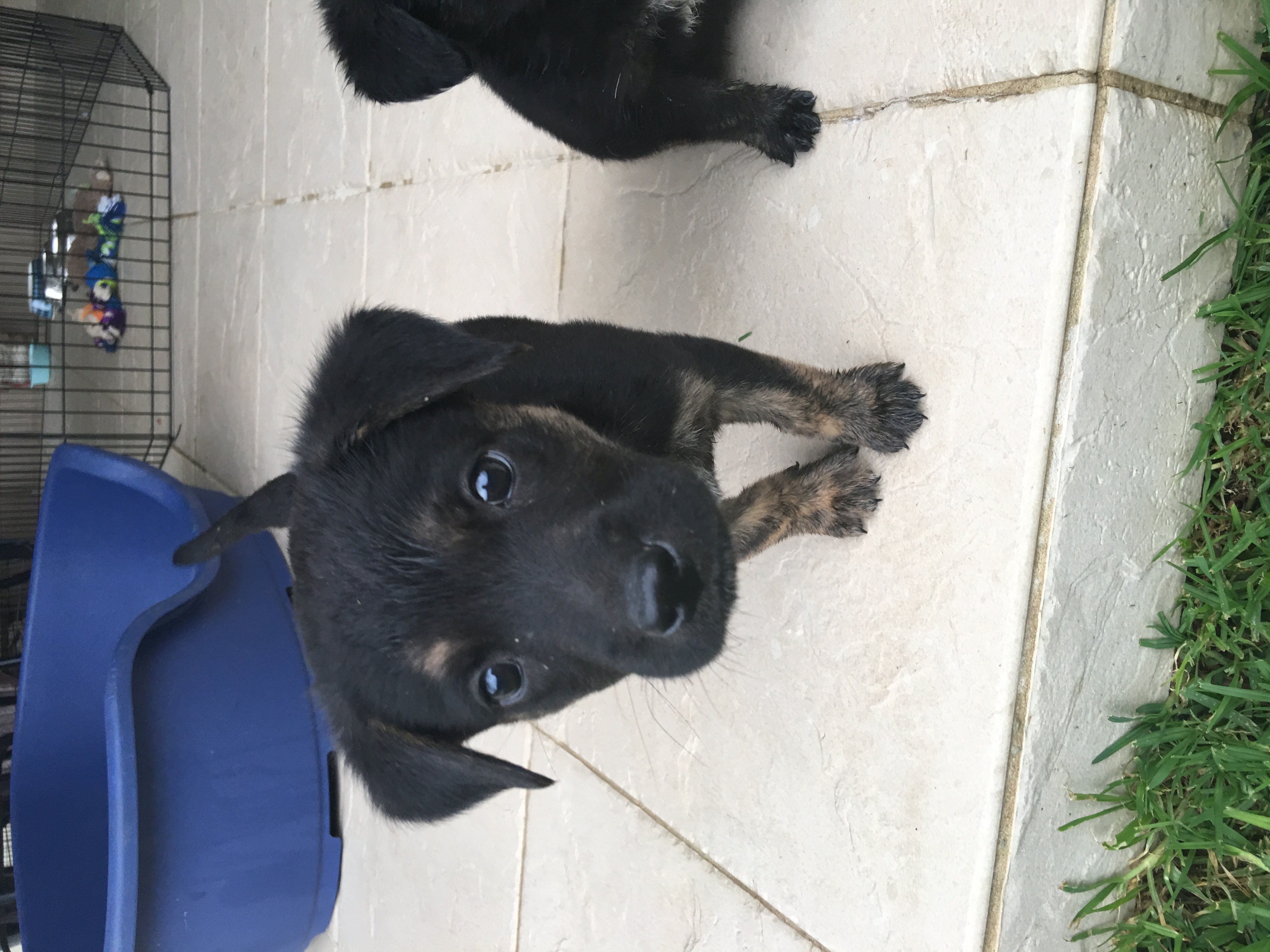 Four Labrador x puppies!!!!!! Medium Male Labrador Mix Dog in NSW